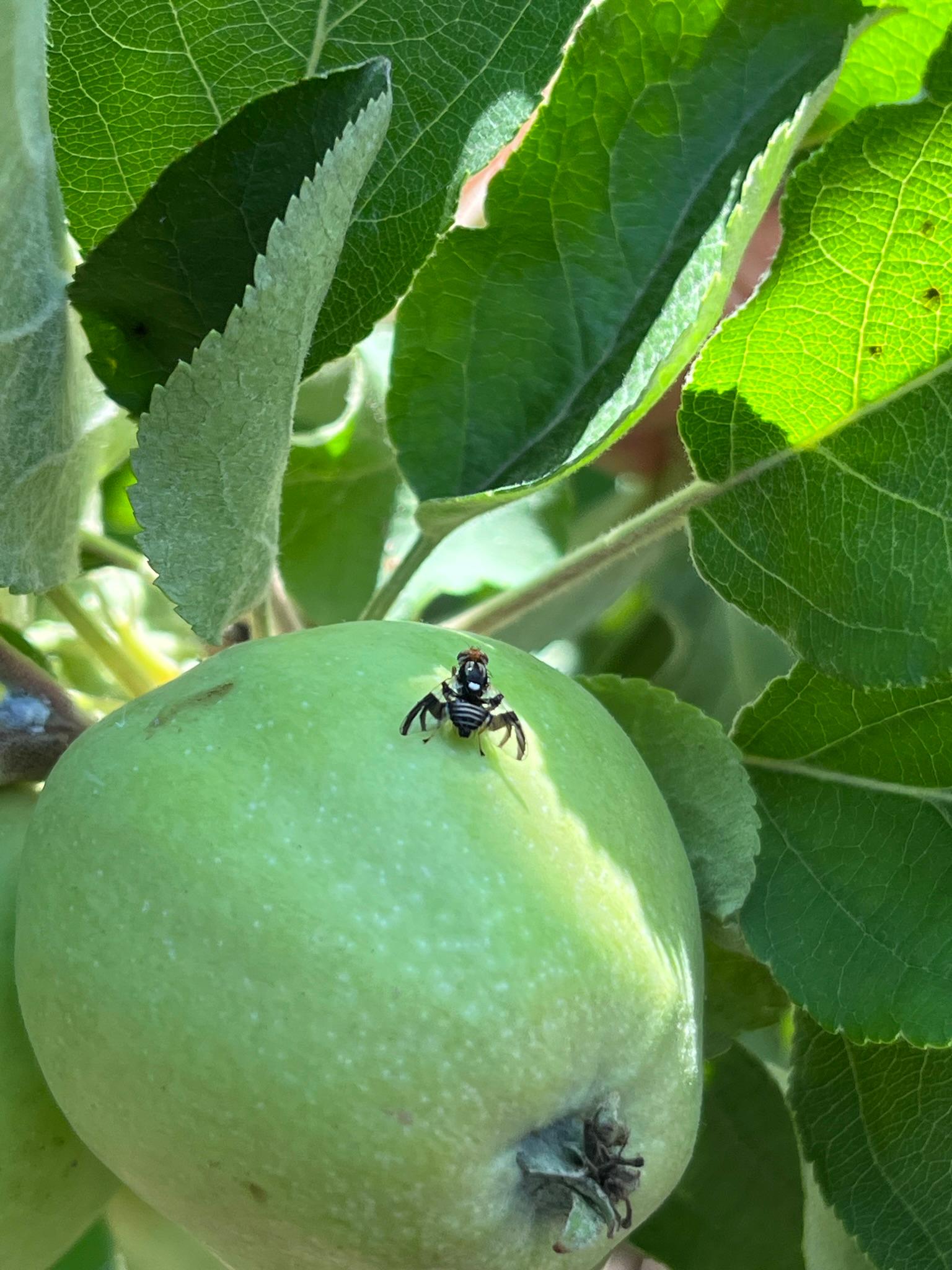 Apple maggot on an apple